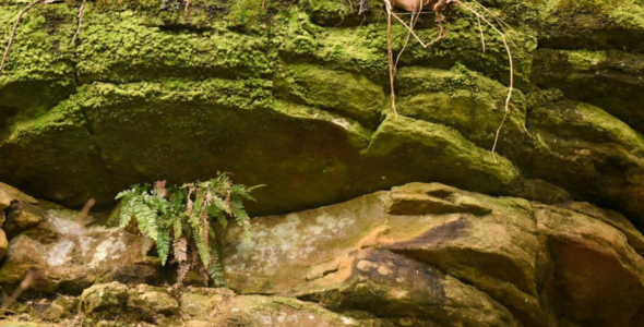 Historic Buderim Tramway Guided Walk