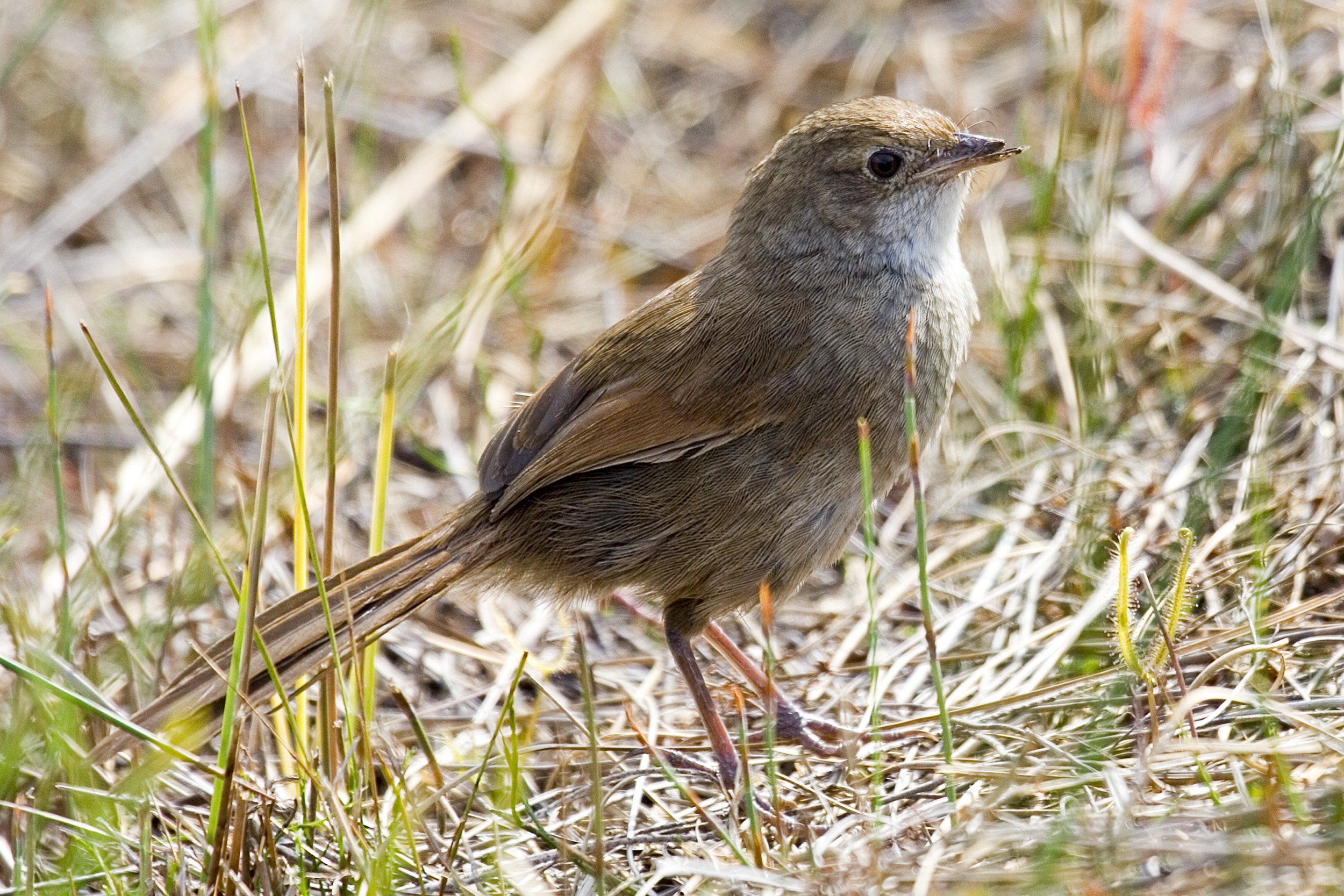 Eastern_Bristlebird3.jpg