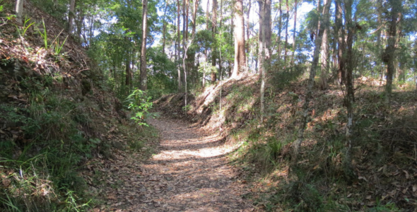 Historic Buderim Tramway Guided Walk